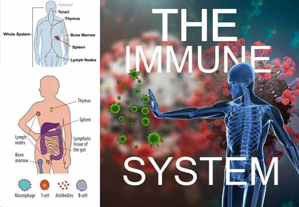 The-immune-system-of-human-body
